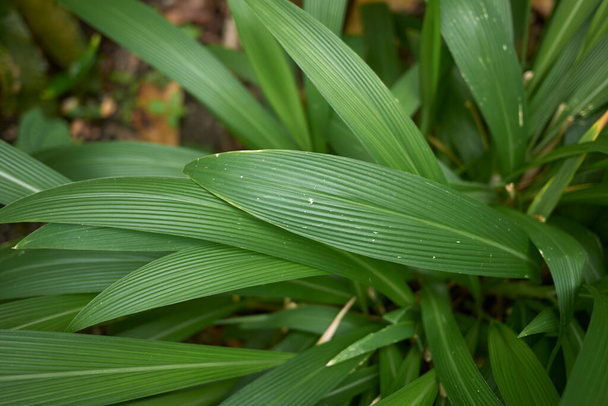 Setaria palmifolia textured leaves - Foto, imagen