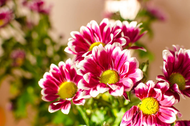 purple chrysanthemums in the sun. High quality photo - Photo, Image