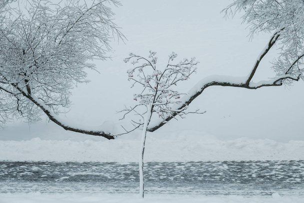 Χιονισμένο κουκουνάρι και κλαδιά ιτιάς κατά μήκος του δρόμου δίπλα στην παγωμένη λίμνη - Φωτογραφία, εικόνα