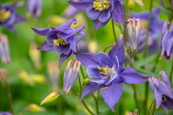 Blauwe columbine bloemen tegen wazig tuin achtergrond. Voorjaarsbloemen. - Foto, afbeelding