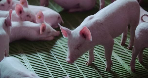 Porcos na quinta de gado. Produção de Porco, Pecuária, Suíno. - Foto, Imagem