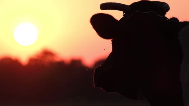 Egy tehén sziluettje fényes sárga naplementében.  - Felvétel, videó