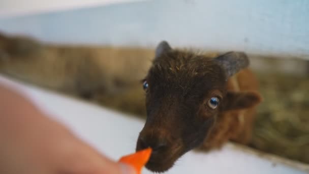 Feeding of cute lamb in a paddock. - Footage, Video