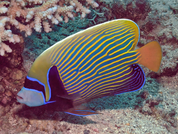An Emperor Angelfish (Pomacanthus imperator) in the Red Sea, Egypt - Photo, Image