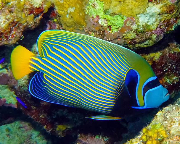 An Emperor Angelfish (Pomacanthus imperator) in the Red Sea, Egypt - Photo, Image