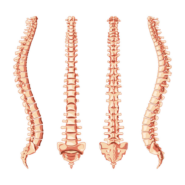 Columna vertebral humana al frente, atrás, lado. Vértebras realistas planas vectoriales grupos cervical, torácico, lumbar, sacro  - Vector, Imagen