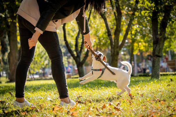 The owner trains the jack russell terrier dog in the park. - Fotografie, Obrázek