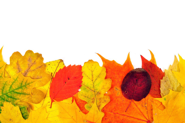 Background from autumn leaves - Photo, Image
