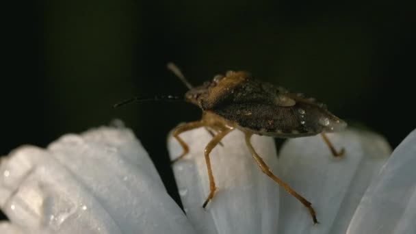 Un escarabajo en una flor de margarita con gotas de agua. Creativo. El primer plano del insecto que se arrastra sobre los pétalos suaves blancos de la flor. - Metraje, vídeo