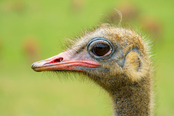 Детальная фотография головы страуса на зеленом обезжиренном фоне, bok - Фото, изображение