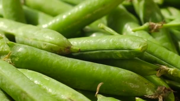 Close - up of moving around green pea pods - Footage, Video