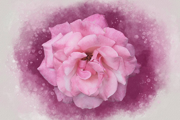 Disegno ad acquerello di un vibrante fiore rosa rosa. Arte botanica. Elemento decorativo per un biglietto di auguri o un invito a nozze - Foto, immagini