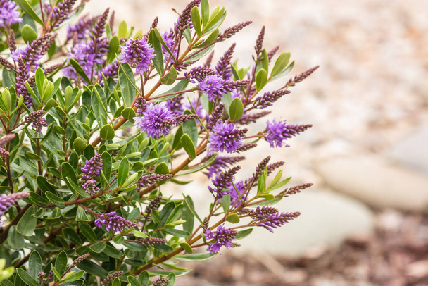 Новозеландское ивовое растение с фиолетовыми цветами в цвету на размытом фоне с копировальным пространством - Фото, изображение