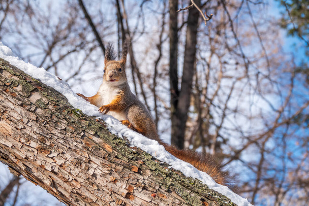 Squirrel in winter sits on a tree trunk with snow. Eurasian red squirrel, Sciurus vulgaris, sitting on branch covered in snow in winter. - Φωτογραφία, εικόνα