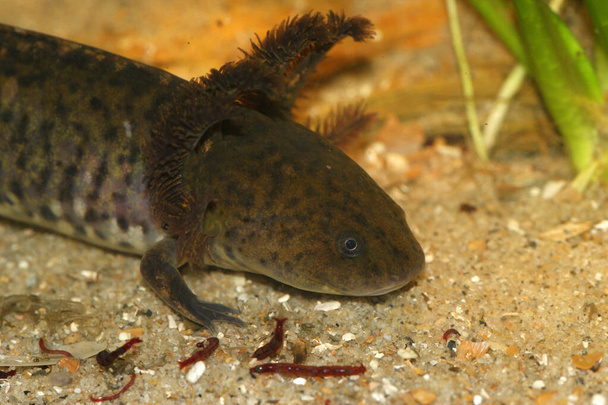 Primo piano su una salamandra neotenica messicana achoque, acquatica, in pericolo critico, Ambystoma andersoni che si trova solo nella laguna di Zacapu, Messico - Foto, immagini