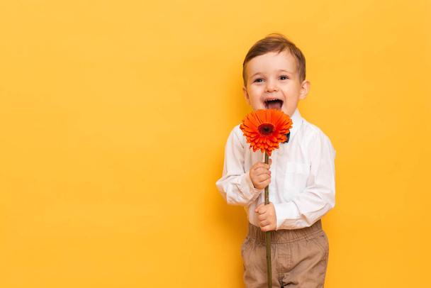 A boy in a white shirt, trousers and bow tie on a yellow background holds a gerbera flower in his hands. A gift for my mother, grandmother. With space for your text. - Photo, Image