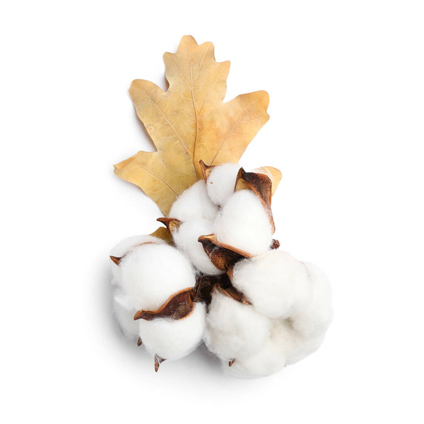 Flores de algodón y hojas de otoño aisladas sobre fondo blanco - Foto, Imagen