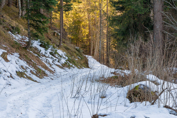 Snowy forest track around a village named St Felix in South Tyrol at winter time - Fotografie, Obrázek