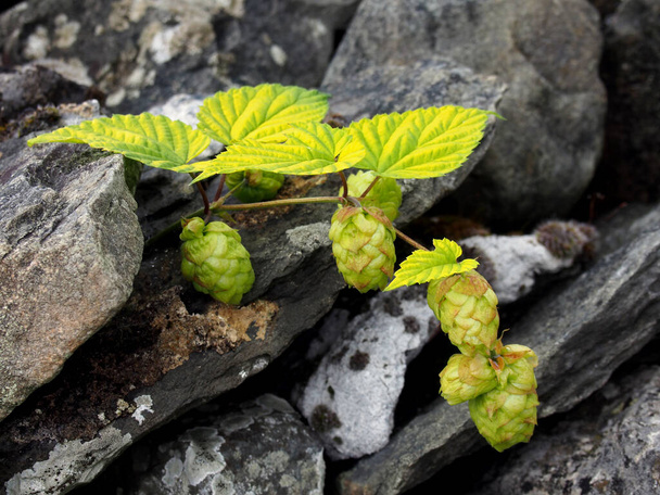 close up of bright green hop fruits growing against a stone wall - Photo, Image