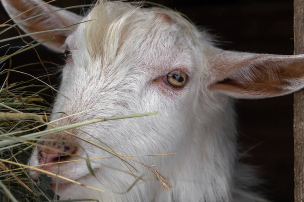 A white, gnarled goat of the Zaanen breed in close-up. Chewing hay in the barn. Concept: lifestyle, village, home farm, goat breeding, animal husbandry, ecological product. - Zdjęcie, obraz
