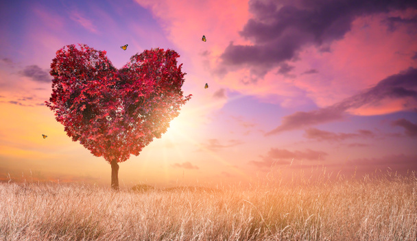 Amor da árvore do coração para a natureza Paisagem vermelha ao pôr do sol - Foto, Imagem