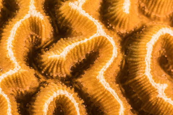 Close up, macro of coral morphology in the reef of the Caribbean Sea, Curacao - Fotó, kép