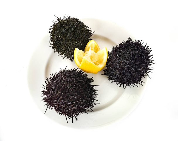 sea urchin in front of white background - Photo, Image