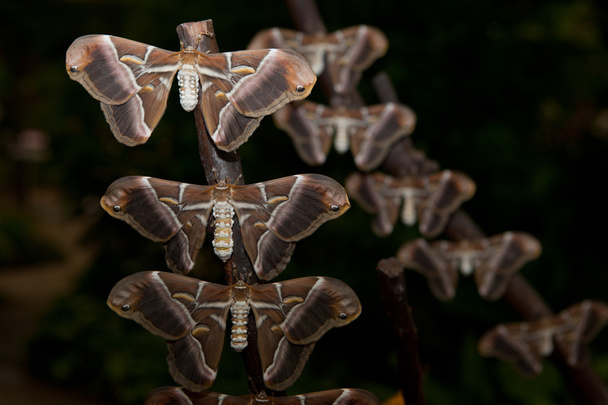 Samia ricini moth - Photo, Image