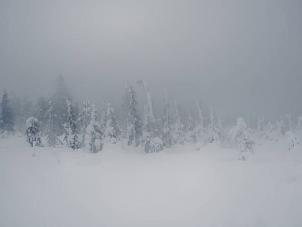 Zachte focus. Heerlijk wintersparren bos in een sneeuwstorm. De besneeuwde bomen zijn nauwelijks zichtbaar door de sneeuwlijkwade. - Foto, afbeelding