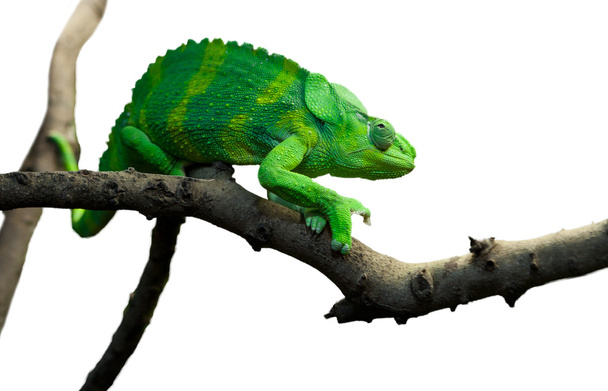 obří chameleon - Fotografie, Obrázek