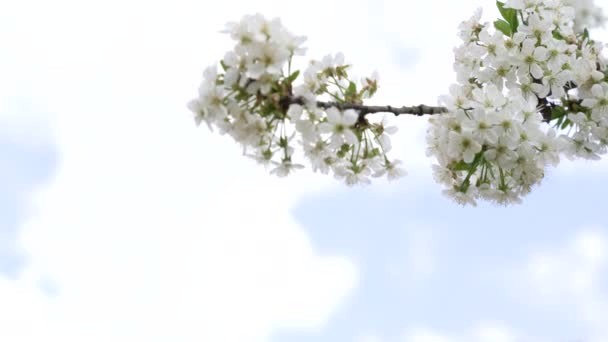 空に咲くアプリコットの花背景スローモーション - 映像、動画