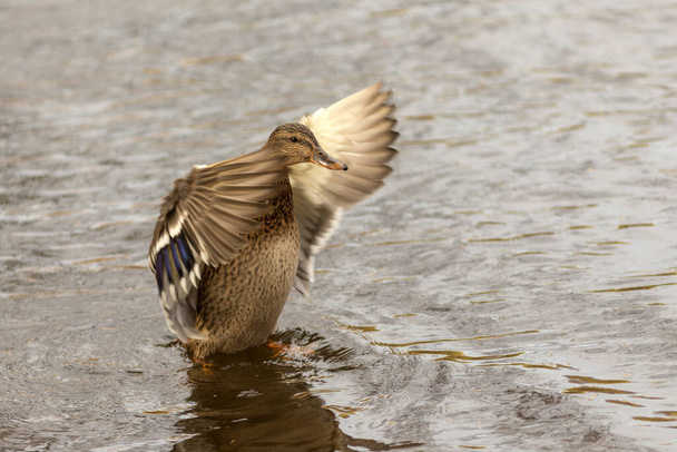 canard dans l'eau battant ses ailes - Photo, image