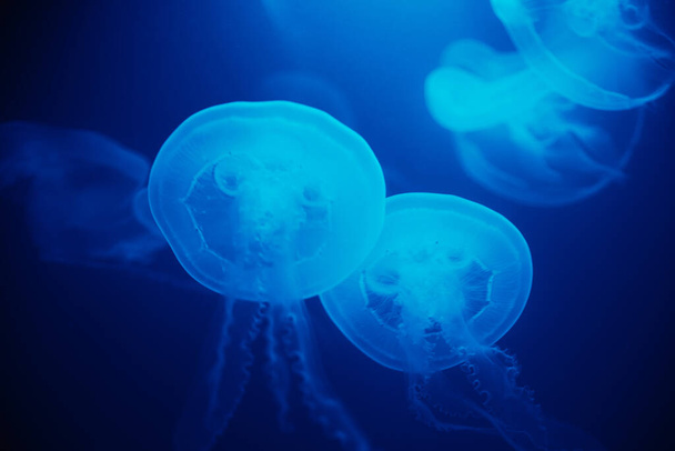 Meduusat uivat veden alla sinisellä pohjalla, merielämä eläintarhan akvaariossa - Valokuva, kuva