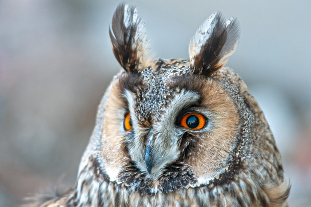 Long-eared owl - asio otus - Photo, Image