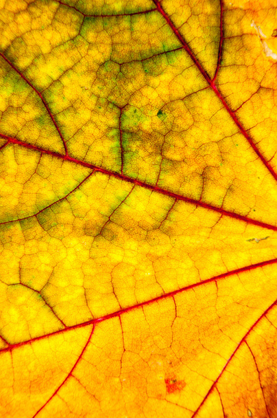 秋の葉のテクスチャー  - 写真・画像