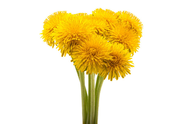 yellow dandelions isolated on white background  - Photo, Image