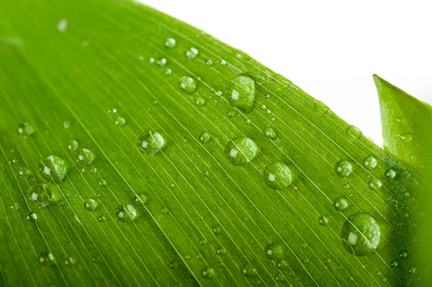 Water druppels op een groen blad - Foto, afbeelding