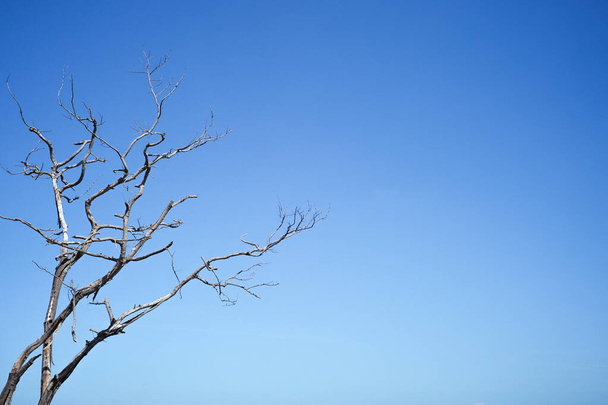 Closeup dried body of dead tree isolated on the blue sky background with copy space for adding text - Photo, image