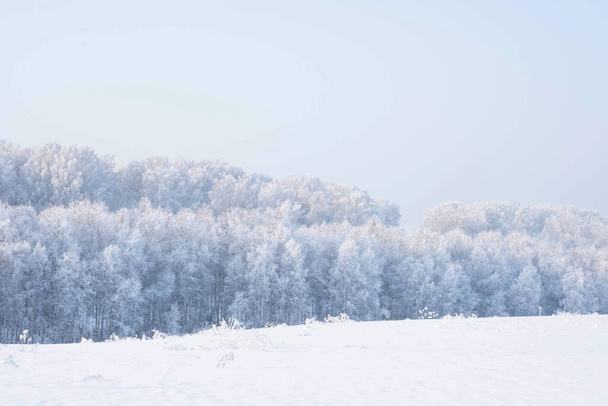 Winter forest and foggy sky. Dreamy winter forest with snow on trees.  - Foto, Imagen