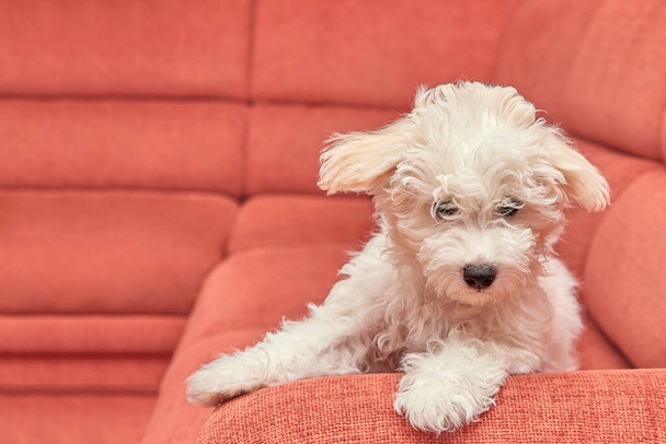 A white little puppy sits on a  sofa in the living room.Maltipu breed - Foto, imagen