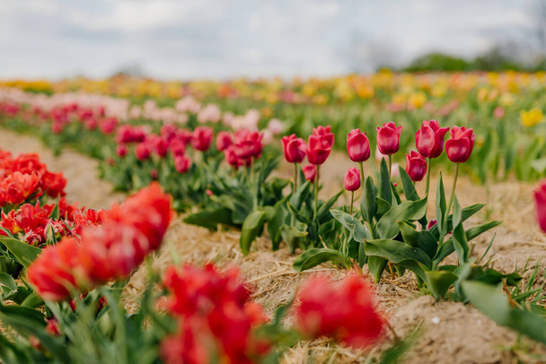 Kaunis punainen tulppaanit kukkivat kentällä Maatalous - Valokuva, kuva