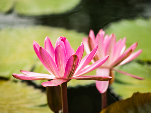 Pink lotus in nature - Фото, изображение