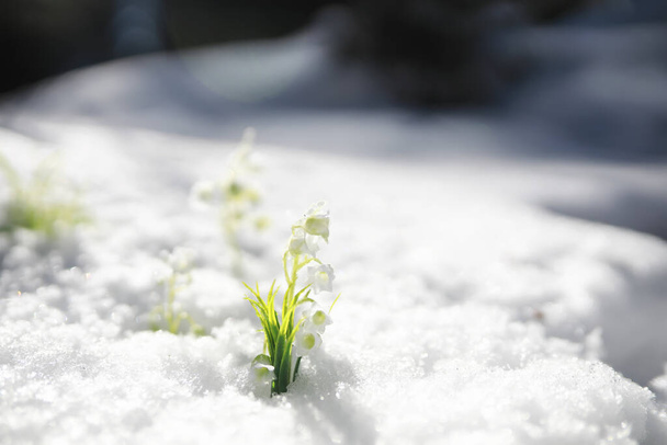 La primera flor de primavera. Una nevada en el bosque. Primavera día soleado en el bosque. - Foto, imagen