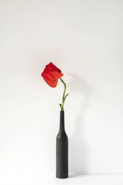 Красивый красный цветок мака в бутылке на белом фоне. Эстетическая минималистская цветочная концепция. Творческий натюрморт лето, весенний фон - Фото, изображение