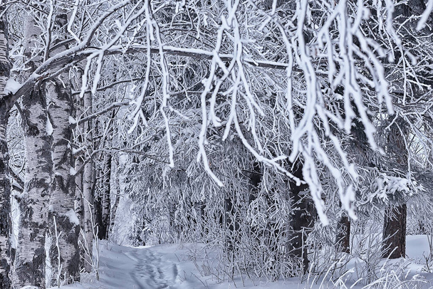 ramas cubiertas con heladas fondo abstracto invierno diciembre ver - Foto, Imagen