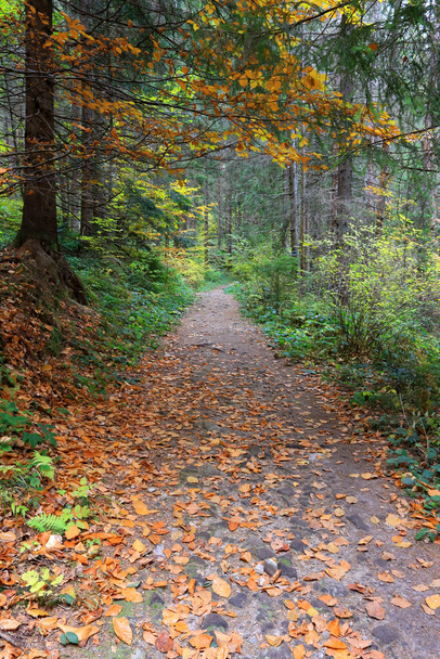 Autumn scene with pathway in Carpathian mountains, Ukraine - Zdjęcie, obraz