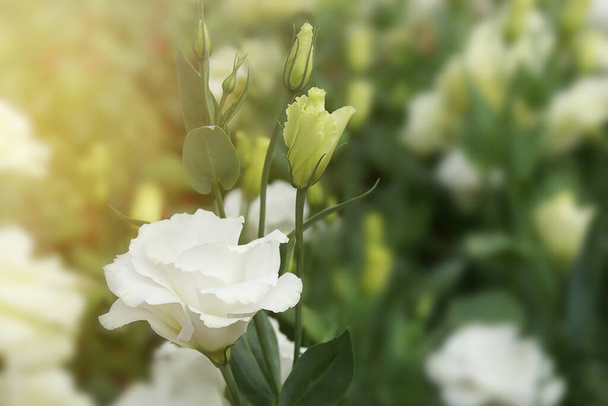 Eustoma blanc fleuri, Lisianthus Fleurs dans le jardin - Photo, image