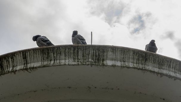 Pigeons sit on the roof of the gazebo against the background of a cloudy sky. City life concept. Space for text. - Foto, afbeelding