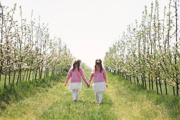 Two twin sisters hold hands and walk through an Apple orchard in spring during flowering - 写真・画像