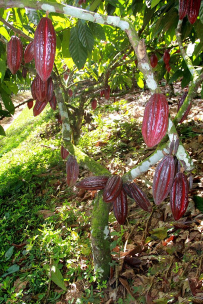 ilheus, bahia, brazil - lipiec 3, 2012: klonowana plantacja kakao odporna na szczotki wiedźmy, używana do produkcji czekolady w Bahii. - Zdjęcie, obraz